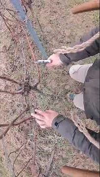 Pruning Young Vines in the Mud POV 👣🌧️✂️