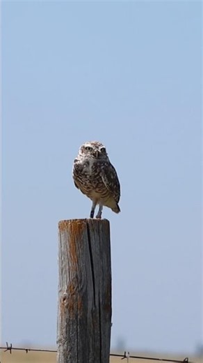 Burrowing Owl