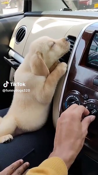 Ismigul Hammouch on TikTok