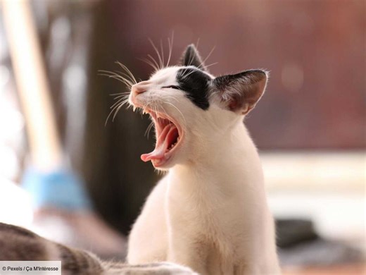 Mon chat respire fort : dois-je m'inquiéter ?