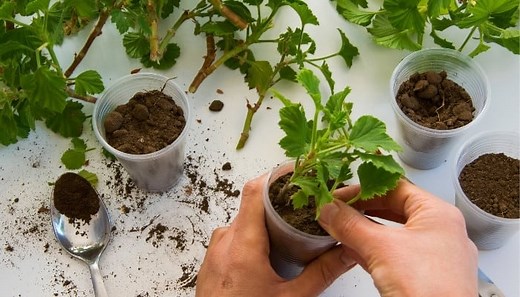 What Is the Best Medium for Rooting Cuttings?