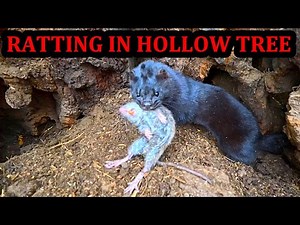 Farm Rats Infest Hollow Tree!