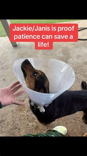 This sweet girl’s journey is a perfect example of how easily dogs can fall through the cracks of an overwhelmed shelter system — and how patience, communication, and commitment can save a life. She first entered the shelter as Jackie. Somewhere along the way, a mix-up caused her to disappear from the system entirely. She was later located and an adoption hold was placed… but once again, she was missed and never properly updated. Our rescue placed a rescue hold for an out-of-state adopter, unawar