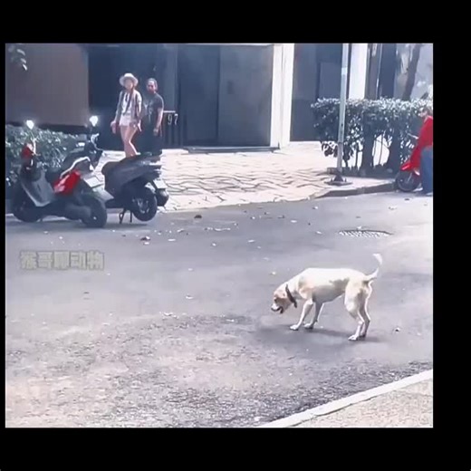 🇨🇳「当阳光洒在地上时，万物都在用自己的方式感恩。」 —— 泰戈尔 🇬🇧 “When sunlight falls on the ground, all things give thanks in their own way.” —— Rabindranath Tagore 🇨🇳 类似案例： 🇬🇧 Similar cases: 🇨🇳 在江苏的一个公园绿地上，一只金毛犬发现草坪上的喷泉彩虹后，兴奋地反复跳跃试图“咬”住那些色彩。它湿漉漉的身体在阳光下闪闪发光，周围的小孩都被它的憨态逗得哈哈大笑。 🇬🇧 On a green lawn in a Jiangsu park, a Golden Retriever saw a rainbow in a fountain and kept jumping to