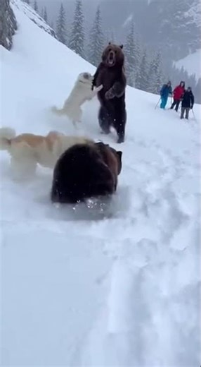 Pyrenean Mountain Dogs: Defenders of the French Mountains
