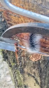 106K views · 317 reactions | Rubber Tapping Process 勞 #factsyoudidntknow #cuttingtree #facts #reels #viral #trending #fact #shorts | Mega moments | Facebook