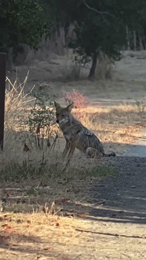 A young coyote walking across the canyon.