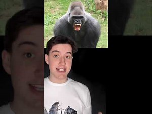 Evidence-based guidance for surviving a gorilla encounter