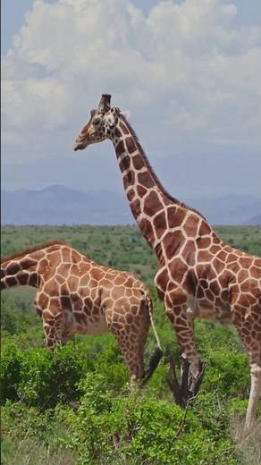 Giraffe 🦒 | The Tallest Grazer of Savannah