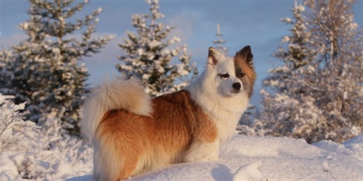 Meet Britain's newest pedigree dog breed