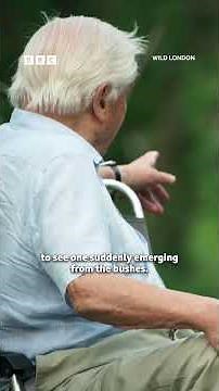 Sir David Attenborough meets a family of foxes from Tottenham 🦊 - BBC