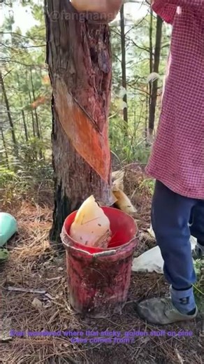 How Pine Resin Becomes a Natural Glue