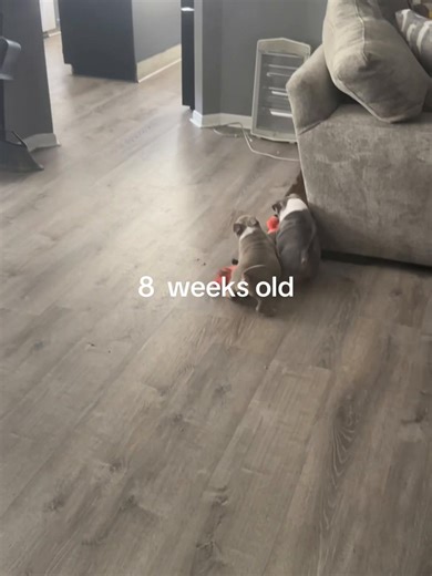 Houston Bully Camp (@houstonbullycamp)’s videos with Look at My Dog - Viral Dog