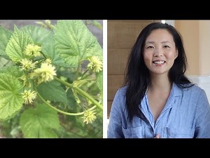 Little Known Health Benefits of Hops (Humulus lupulus)!
