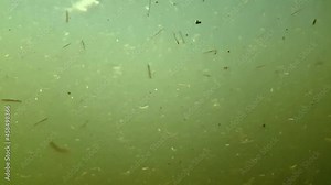 Organic molecules floating in the water. Plant particles move majestically in suspension.