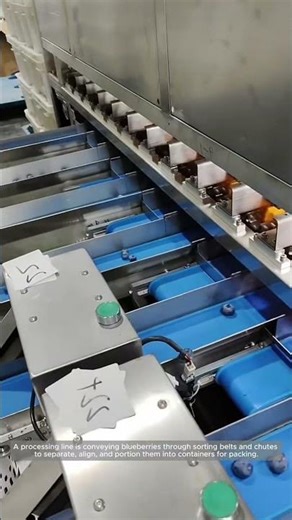 Blueberry Conveyor Sorting and Gentle Pack-Out Flow