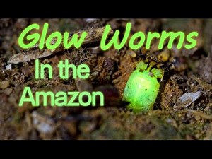Predatory Glow Worms in the Peruvian Amazon