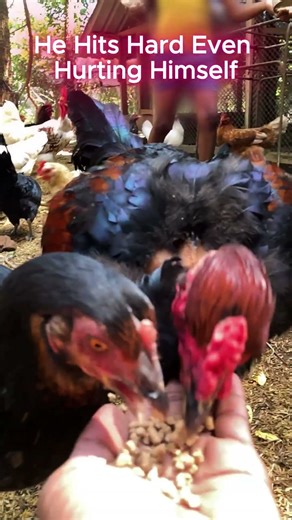 This Rooster Feed Unbelievable 😮 🐓🔥No Fear. Just Survival 🐓🔥