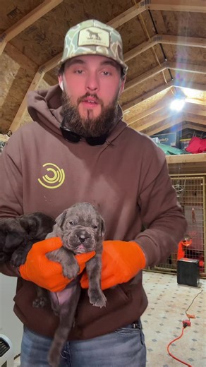 Platinum Cane Corso Breeding: Black Brindle Male & Blue Female