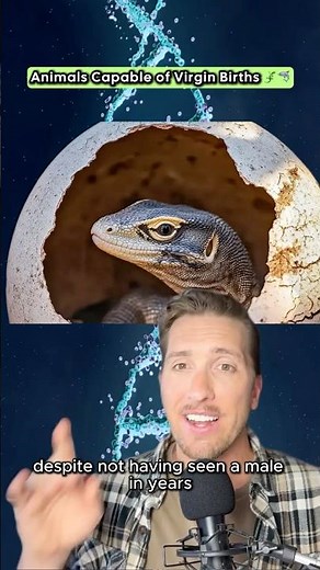Animals That Can Reproduce Alone 🦎🦈 #Parthenogenesis #AnimalFacts