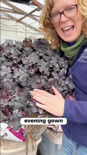 Heuchera is an easy to grow plant and is perfect for the landscape. Do you grow coral bells?
