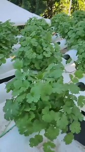 202K views · 3.4K reactions | ¡Descubre el futuro del cultivo! El...