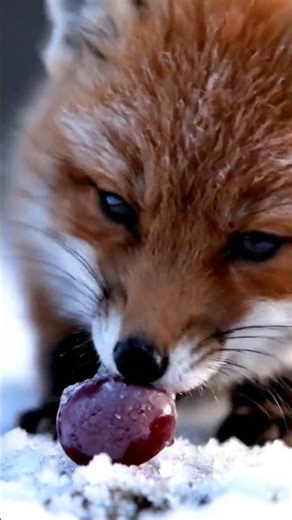 Zorrito comiendo fruta congelada 🦊🍇 | ASMR