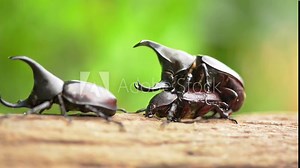 Beetle mating takes place in September and October every year in Thailand. And there may always be a fight between male beetles for females.