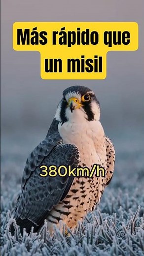 ⚡ PURE Speed! The 5 fastest animals in the world #viral #animals #fast
