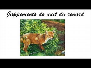 cris nocturne du renard