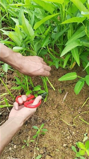 Simple Gardening Trick You Need to Try! 🌿#viral #youtubeshorts