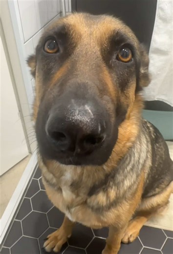 When Your Dog Acts Like a Speaker