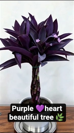 Amazing Purple Heart Plant Tree 🌿 | Tradescantia Tree Making Idea | Easy DIY Gardening #shorts