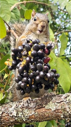 Friendly Squirrel Finds Ripe Java Plums 🐿️🍇 #shorts