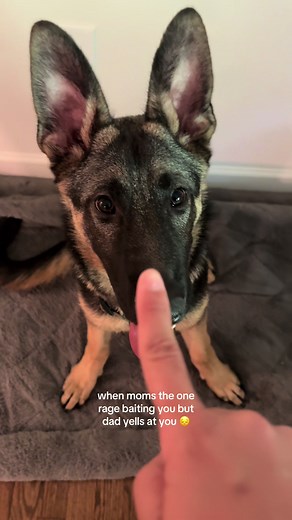 German Shepherd Puppy Can't Resist a Finger — Funny Puppy Reaction