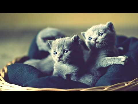 Cute And Adorable Russian Blue Kittens Compilation