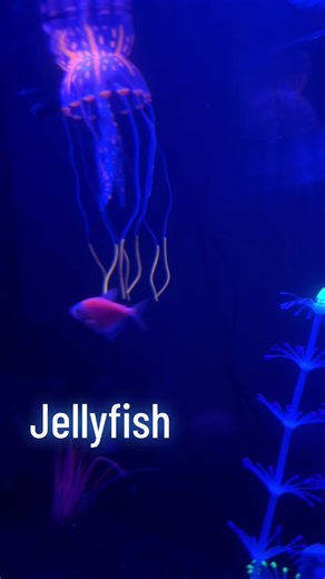Amelias Glowing Fish Tank on TikTok