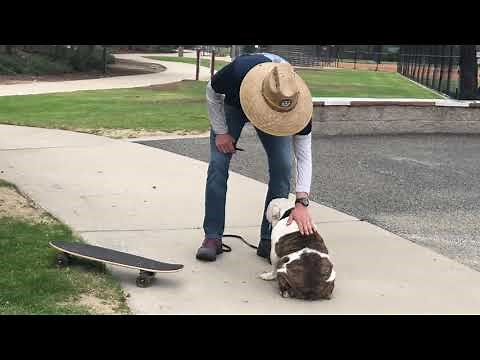 Teaching Bailey the Bulldog Puppy How to Skateboard