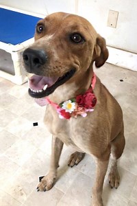 Video of CC and Blue taken at Home for Life January 26, 2021. CC is a spayed female hound mix just age 2 who even at that young age had already had a couple of homes before she landed in animal control and on the euthanasia list for some sassy behavior which included resource guarding and nipping. We tagged her and now she lives at Home for Life with another of our "problem children" Blue, a cattle dog, who came up from Texas to a shelter here in Minnesota, was adopted and returned, and adopted 