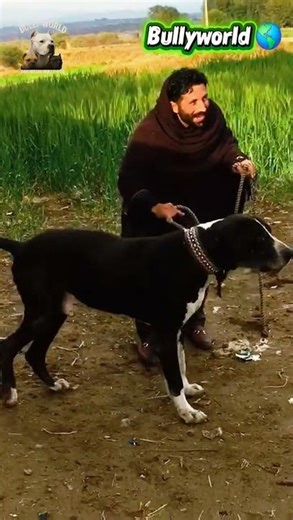 Desi bully dog | Bully dogs #strongdogs #bullydogspakistan