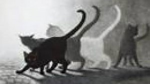 Stray Cat Strut Chords by Stray Cats - ChordU