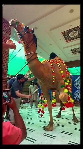 Camel cutting