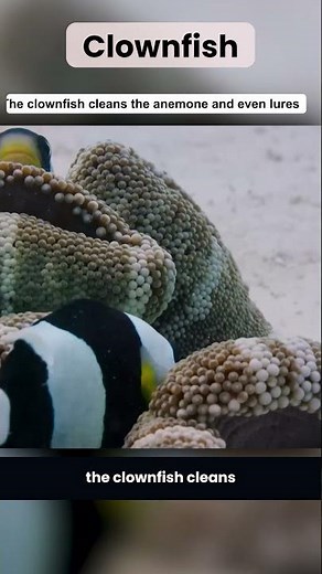 The Ultimate Ocean Roommates: Clownfish and Sea Anemone Mutualism