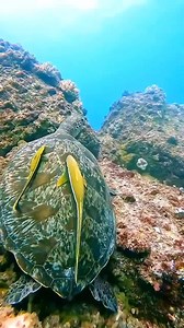 37K views · 1.7K reactions | Riding on a sea turtle shell | I Love The Ocean | Facebook