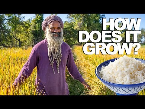 Rice | How Does it Grow?