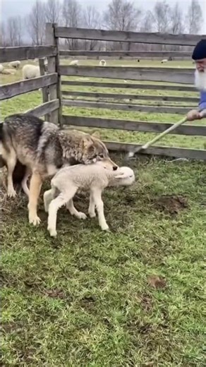 Wolf Attacks Sheep — But the Farmer Wasn’t Backing Down!