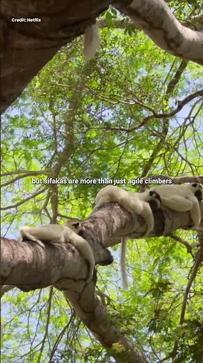 Sifaka Lemur – Masters of the Forest Canopy