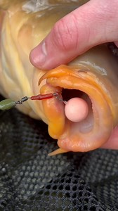 7.6K views · 242 reactions | That CRAZY 浪 first CARP of the year! 拾...