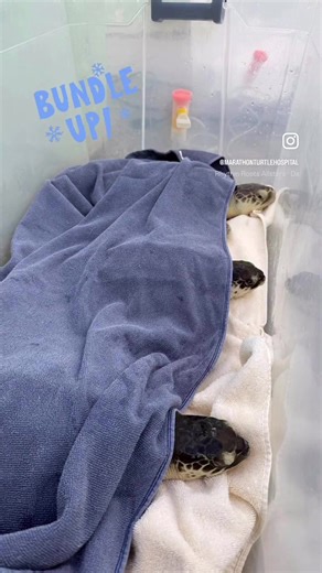Understanding Sea Turtle Temperature Regulation