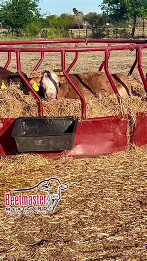 comer, comer y comer El ganado Beefmater tiene una excelente conversión alimenticia. #beefmastermexicano #ganadoparaganar #rancho #ganadería #cattle